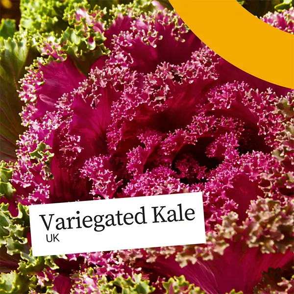 United Fresh Variagated Kale image