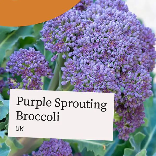 UnitedFresh-Broccoli