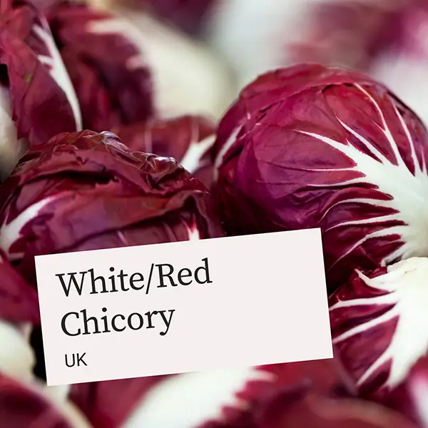 UnitedFresh -Chicory