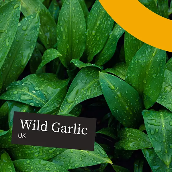 UnitedFresh-Garlic